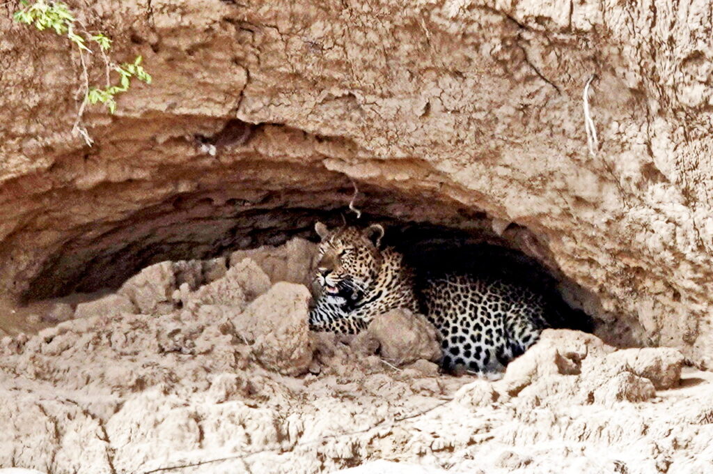 Leopard