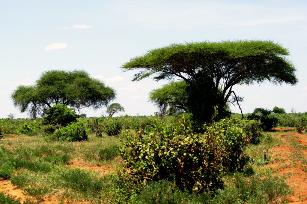 Tsavo East National Park