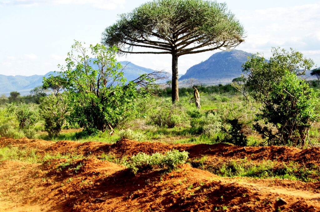 Tsavo East National Park