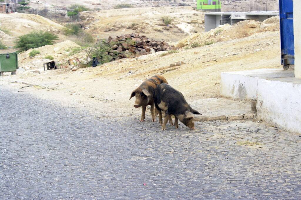 Rabil - Hausschweine laufen hier frei rum