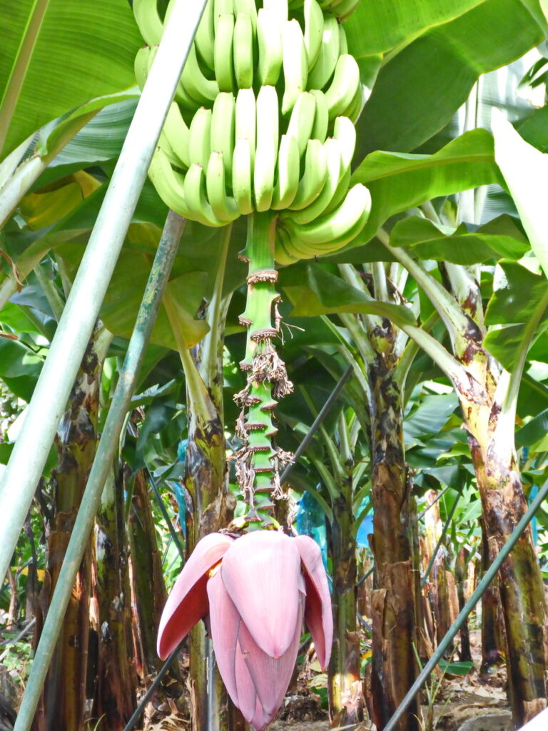 Bananenanbau in Ribeira Brava