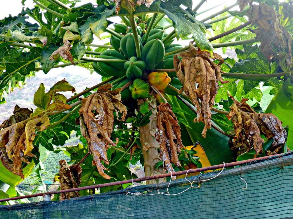 Papaya-Pflanze mit Früchten