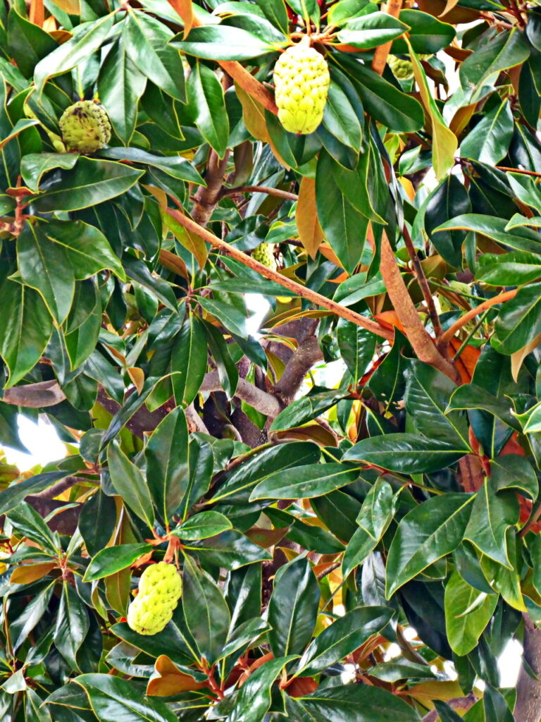 Immergrüne Magnolie mit Früchten