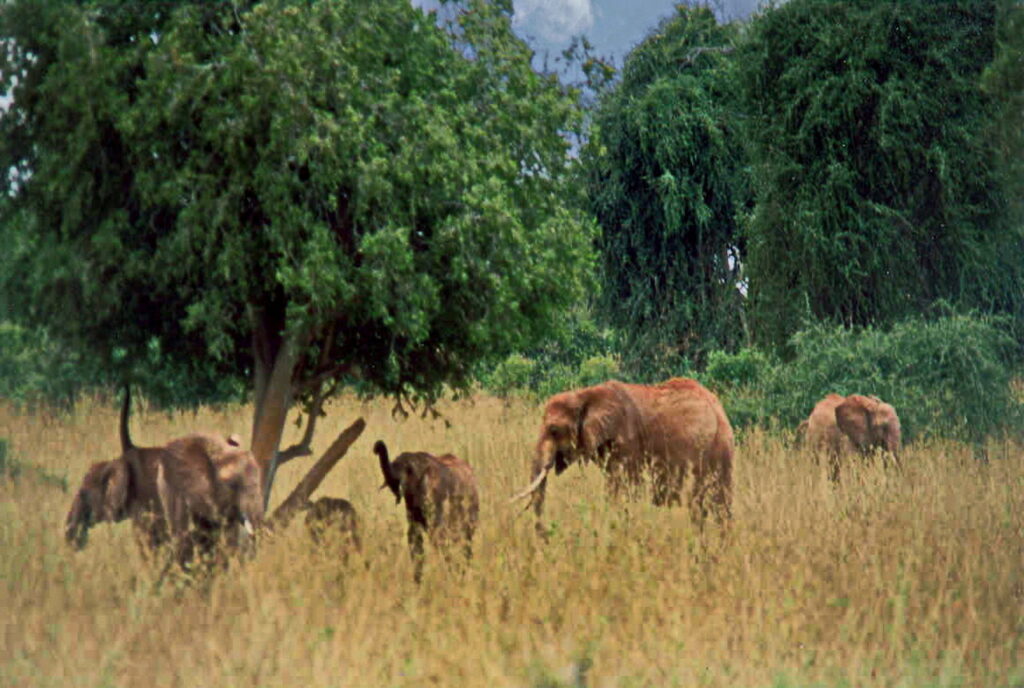 Tsavo-East-Nationalpark