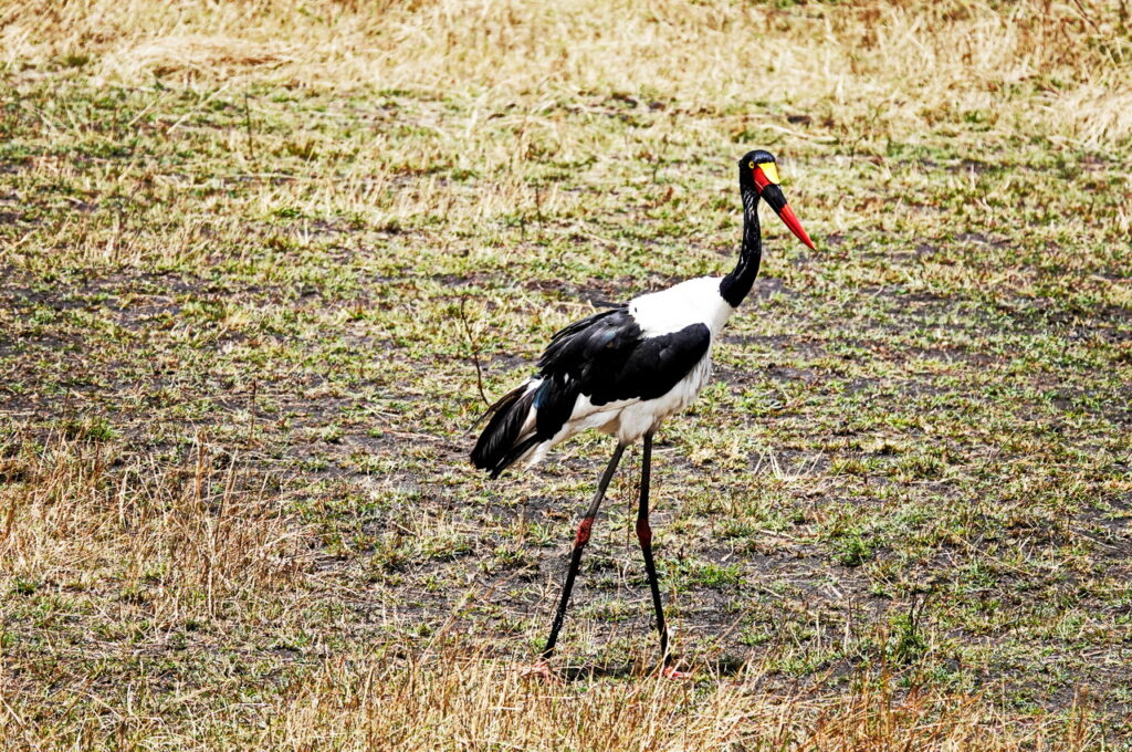 Sattelstorch