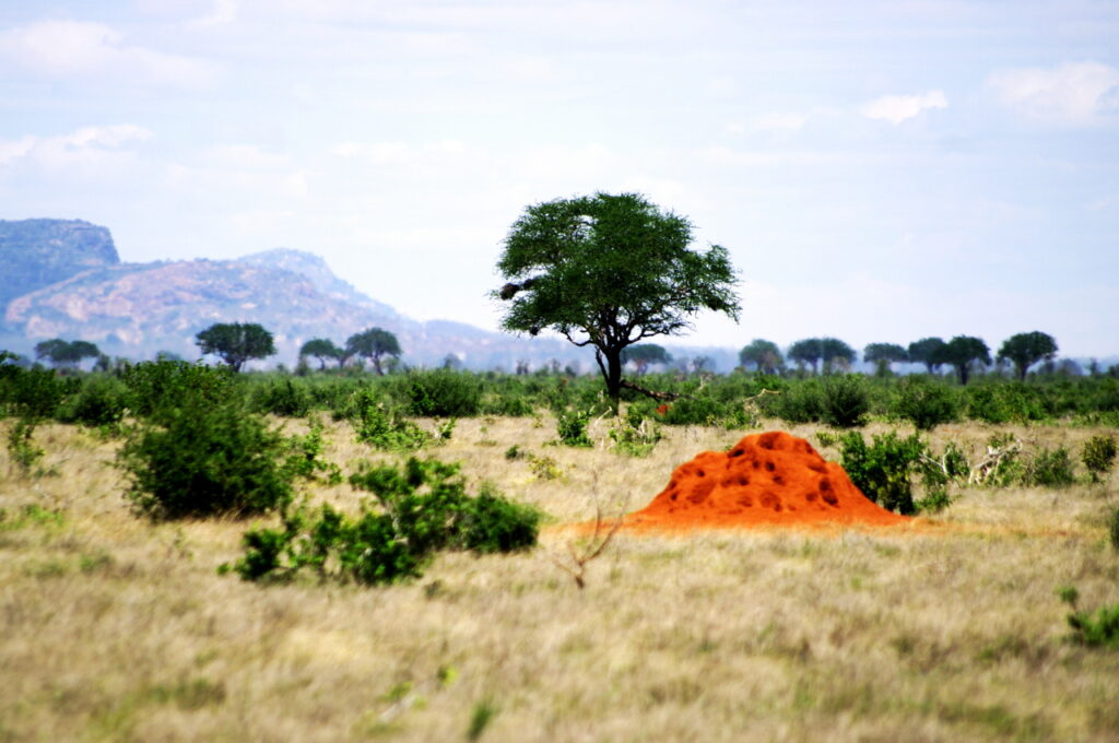 Termitenhügel