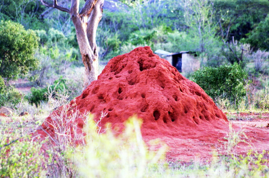 Termitenhügel