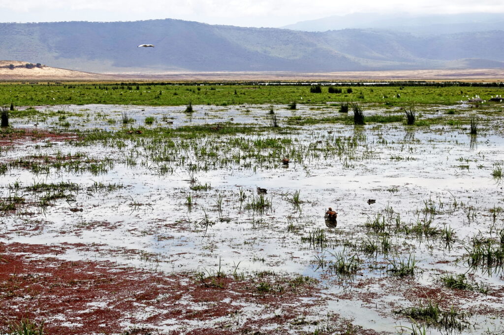 Tiere im Ngorongoro Krater