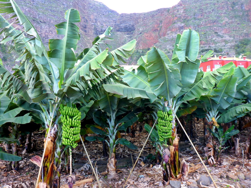 Vallehermoso - Bananenplantage