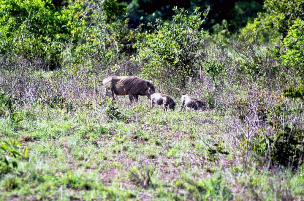Warzenschwein mit Frischlingen