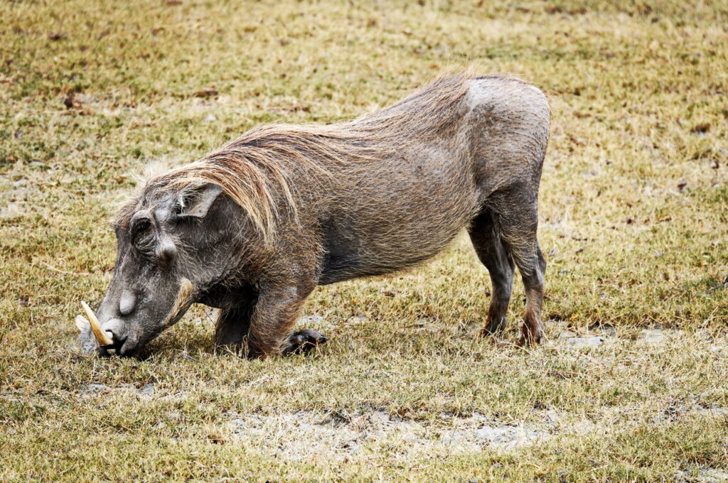 Warzenschwein